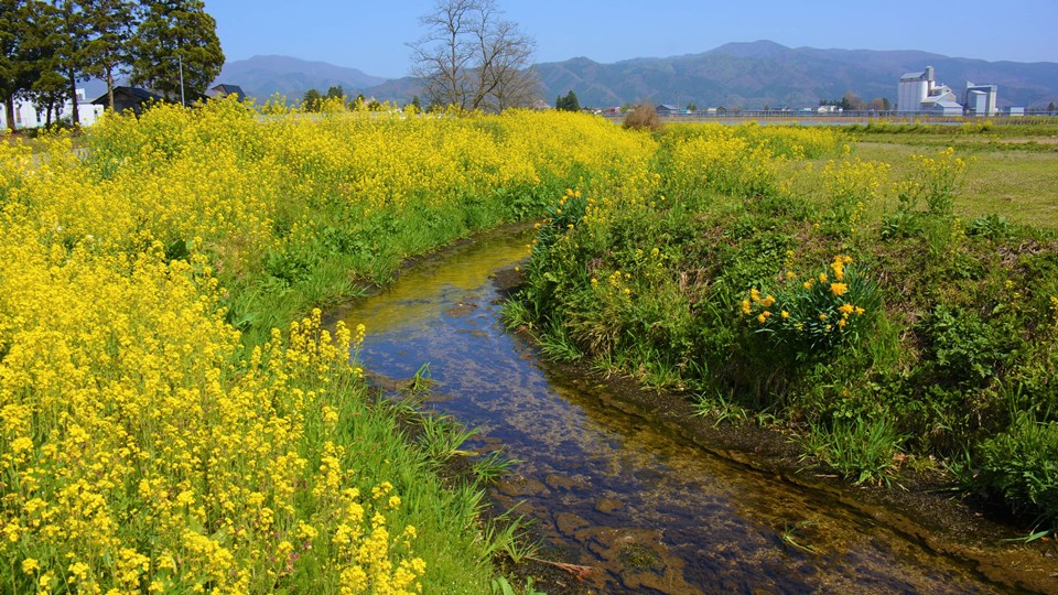 春の清水川