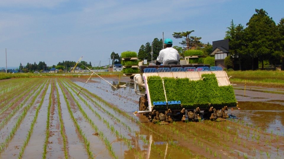 田植え