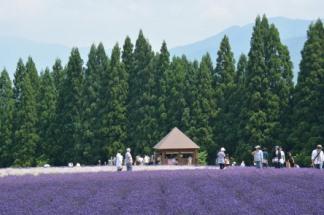 美郷町ラベンダー園