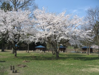 雁の里山本公園