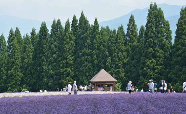 美郷町ラベンダー園