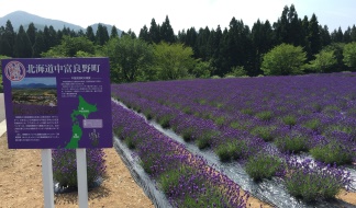 中富良野町のラベンダー