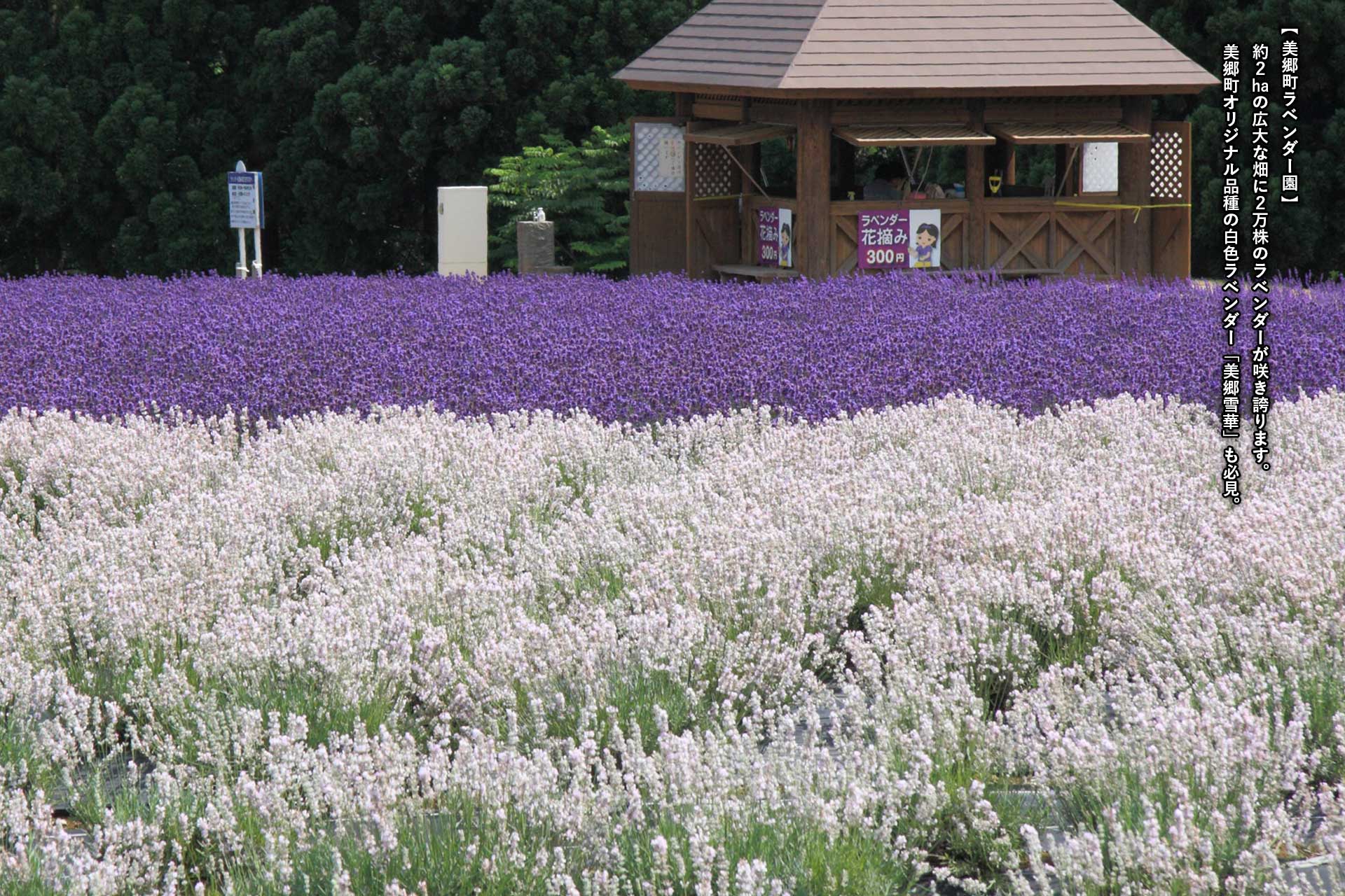 美郷町ラベンダー園