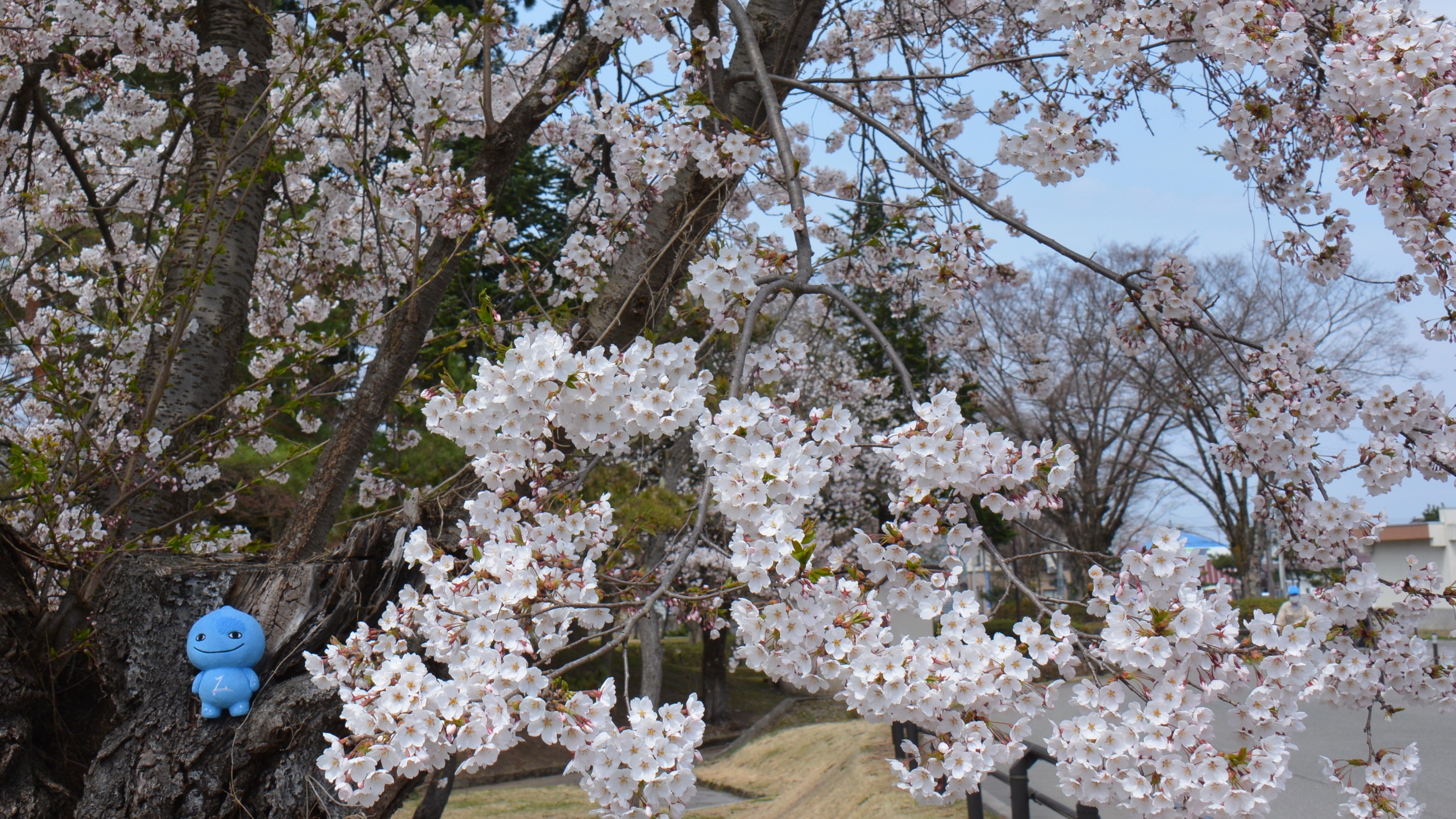 桜とミズモ