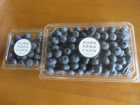 くろかわファームブルーベリー