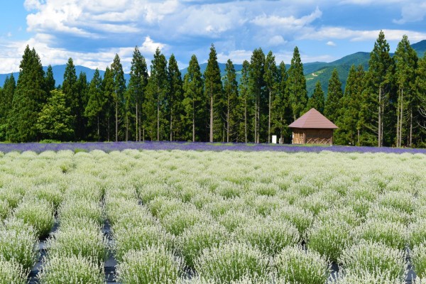 ラベンダー祭りの様子
