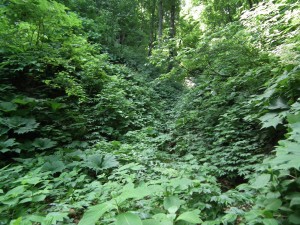 ブナ原生林へ向かう道