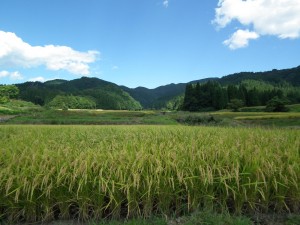穂が垂れ始めた水田より七滝山を望む