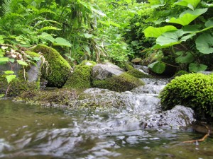 七滝山のふもとに流れる沢水