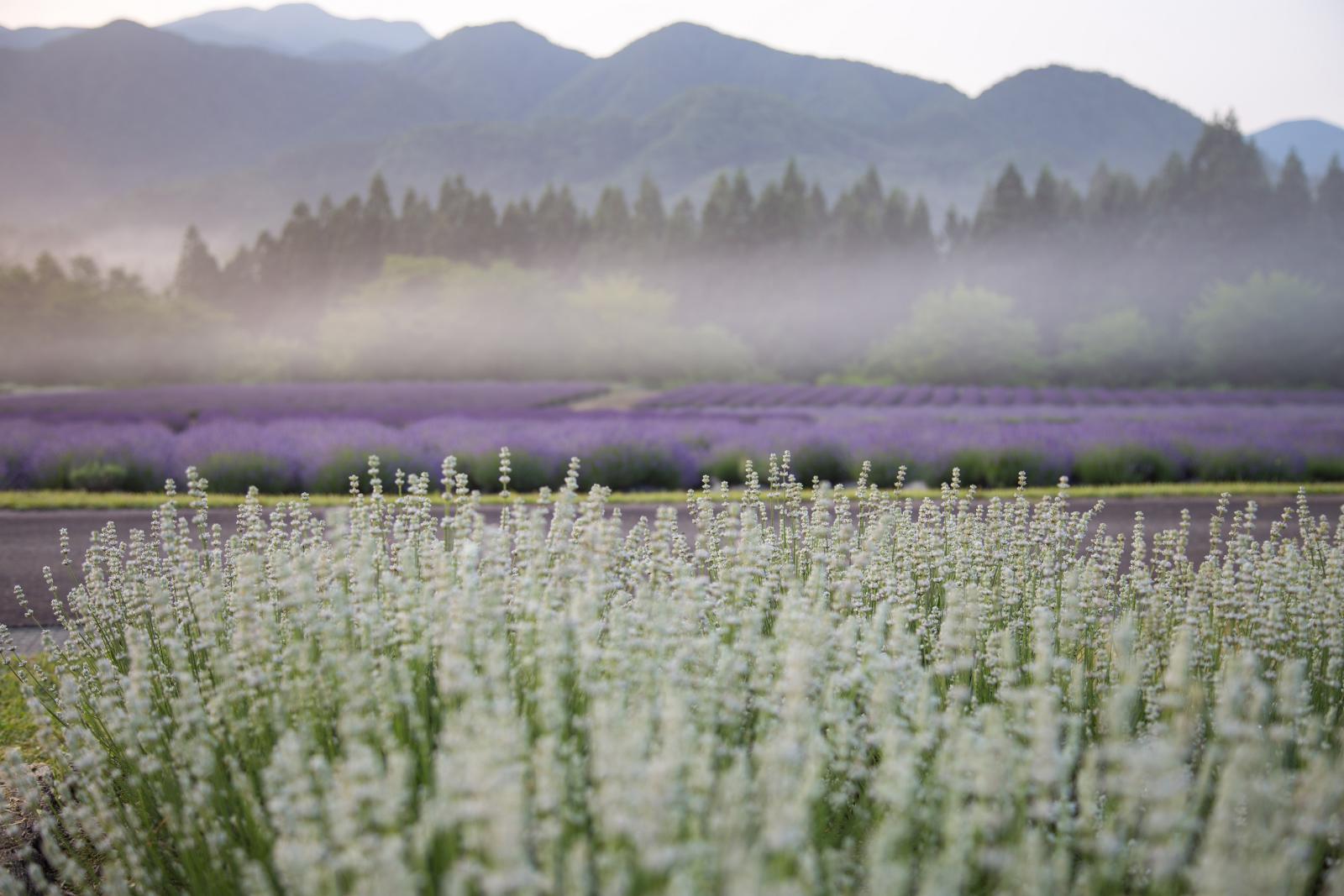 美郷町ラベンダー園