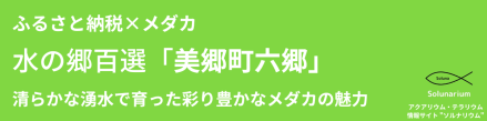 ふるさと納税×メダカ 水の郷百選「美郷町六郷」清らかな湧水で育った彩り豊かなメダカの魅力 Solunarium バナー