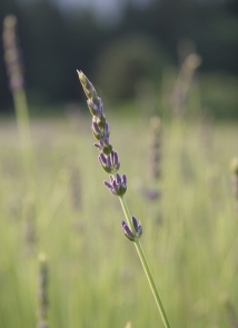 スーパーセビリアンブルー
