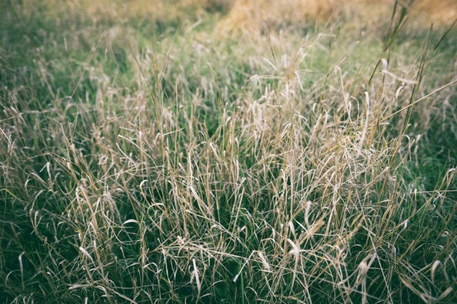 枯草の写真