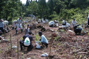植樹のようす