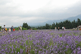 ラベンダーまつりの様子