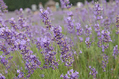 ラベンダーの写真